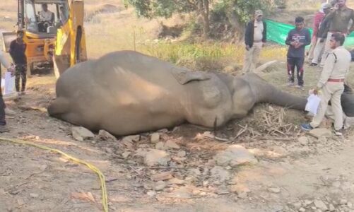 CG NEWS : फिर एक हाथी की मौत, बस्ती के पास मिला शव