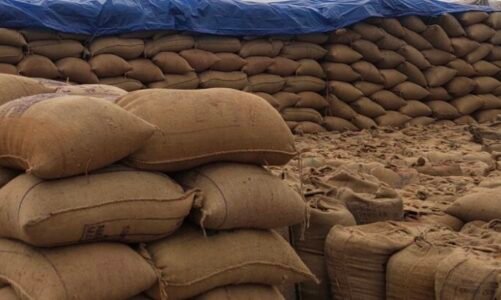 छत्तीसगढ़ में अब तक 127.37 लाख मीट्रिक टन धान की खरीदी, किसानों को 27,504 करोड़ रूपए का भुगतान