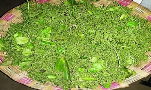 कैसे बनाया जाता हैं छत्तीसगढ़ का सबसे फेमस बोहार भाजी ? क्यों होती हैं इतनी महंगी…जानिए