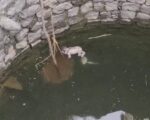 CG – कुएं में तैरता मिला नवजात शिशु का शव…इलाके में मचा हड़कंप, आरोपी की तलाश में जुटी पुलिस