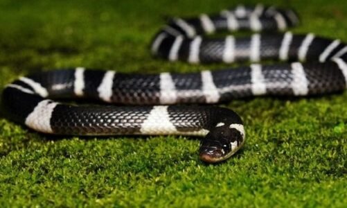 सर्पदंश से महिला की मौत…शादी वाले घर में पसरा मातम