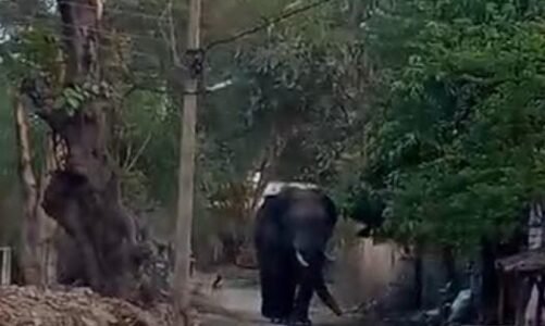 छत्तीसगढ़ में आधी रात हाथी का तांडव, एक ही परिवार के 3 लोगों को उतारा मौत के घाट, पड़ोसी आया बचाने तो उसे भी कुचला