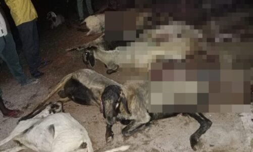 Breaking : खूनी हाइवा ने सड़क पार कर रहे मवेशियों को रौंदा, 25 की मौत, दो दर्जन भेड़-बकरी घायल