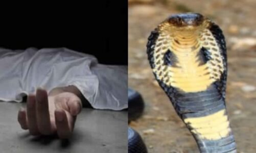 छत्तीसगढ़ : सांप के काटने से दो लोगों की गई जान…इलाज में देरी बनी मौत की वजह