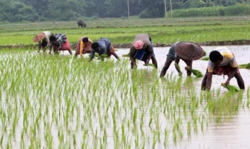 बारिश की दस्तक के साथ खेती किसानी में जुटे किसान, खेतो में दिख रही अनोखी छटा