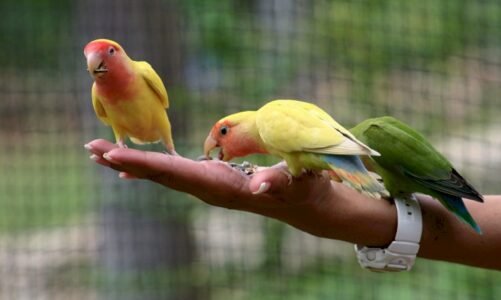 ब्रेकिंग : घरों में तोता-मैना रखने पर नहीं होगी जेल, रोक लगाने वाला निर्देश हुआ स्थगित, जानिए वजह…!!