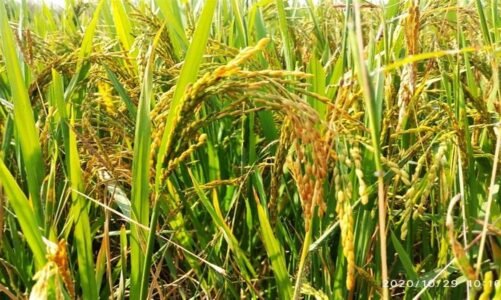 छत्तीसगढ़ के किसानों को मिल रहा धान का देश में सर्वाधिक मूल्य, सरकार ने दिया 13,320 करोड़ रूपए का बकाया बोनस