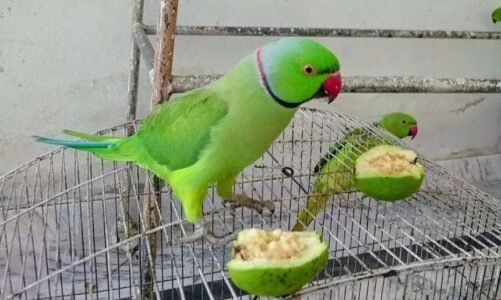 तोता प्रेमियों के लिए बुरी खबर : अब पिंजरे में कैद नहीं होंगे पक्षी, घर में पाल रखा है तो तुरंत उड़ा दें, वरना हो सकती है जेल