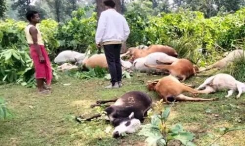 CG – आकाशीय बिजली की चपेट में आने से 20 पशुओं की मौत…इलाके में मचा हड़कंप..!!