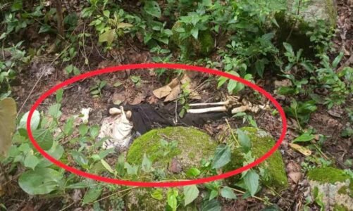 CG – सनसनीखेज मामला : युवक-युवती, का जंगल में मिला कंकाल, जांच में जुटी पुलिस