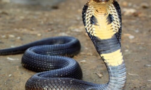 CG : जब छात्र ने किताब निकालने खोला बैग, तो अंदर से निकला खतरनाक जहरीला सांप, स्कूल में मचा हड़कंप