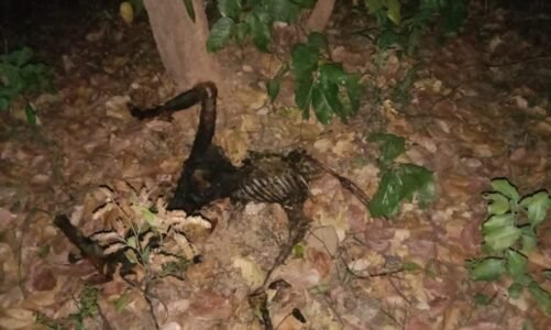 CG : पत्नी के शक से परेशान पति ने रची खौफनाक साजिश, जंगल में गला घोंटकर की हत्या, फिर पेट्रोल डालकर जलाया शव