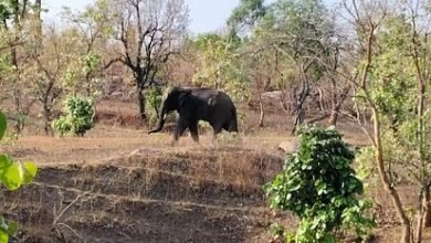 CG : जंगली हाथी ने ग्रामीण को उतारा मौत के घाट, वन विभाग ने बरामद किया शव