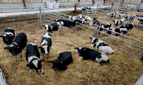 डेयरी खोलने पर अब 5 करोड़ तक की सब्सिडी देने जा रही है इस राज्य की सरकार