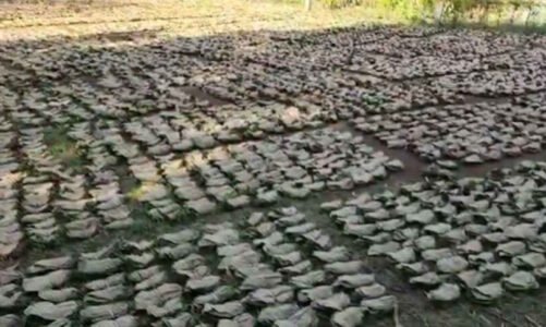 तेन्दूपत्ता पारिश्रमिक वितरण में घोटाला, 11 वनोपज समिति प्रबंधक बर्खास्त, संचालक मंडल भंग