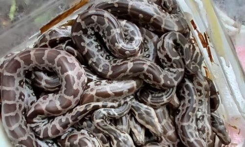 एनिमल रेस्क्यू टीम ने अजगर के अंडों का न सिर्फ सफल रेस्क्यू किया बल्कि पखवाड़े भर तक अच्छी देखभाल भी की