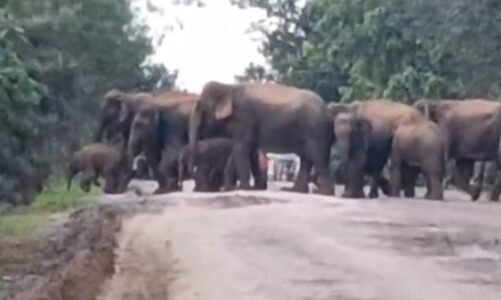 रायगढ़ में सड़क पार करता दिखा 70 हाथियों का दल, कैमरे में कैद हुआ सुन्दर नाजारा