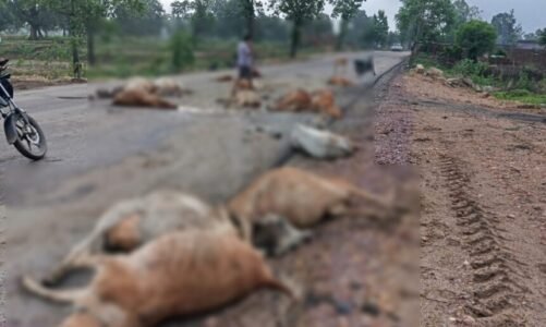 BREAKING : तेज रफ्तार वाहन ने मचाई तबाही, सड़क पर बैठे 17 गौवंशों को रौंदा