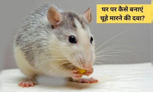 चूहों ने घर में मचाई तबाही? जानिए कैसे आप घर पर ही बना सकते हैं चूहों भगाने की असरदार दवा