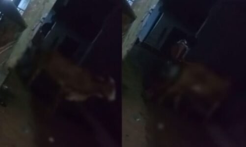 Chhattisgarh : मानवता शर्मसार; युवक ने गौवंश से किया दुष्कर्म