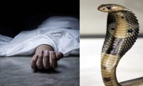 CG  : सो रहे परिवार के तीन लोगों को जहरीले सांप ने काटा, पिता-पुत्र की मौत, महिला की हालत गंभीर