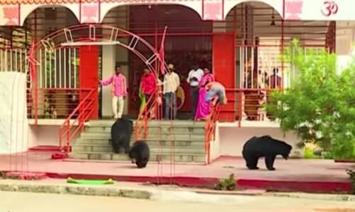 सनसनीखेज रपट- छत्तीसगढ़ में हिंसक भालूओं के मंदिर आने का रहस्य क्या..?