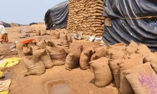 CG : धान खरीदी के लिए एग्रीस्टैक पोर्टल में पंजीयन अनिवार्य, 31 अक्टूबर तक पंजीयन करा सकेंगे किसान