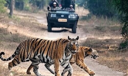 टाइगर सफारी पर सख्त रोक, मानव-वन्यजीव संघर्ष में मौत पर 10 लाख मुआवजा :सुप्रीम कोर्ट