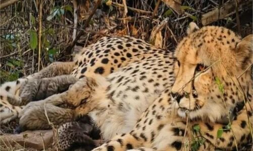 कूनो नेशनल पार्क में गूंजी किलकारी, ‘मुखी’ ने 5 शावकों को दिया जन्म; बढ़ा चीतों का कुनबा