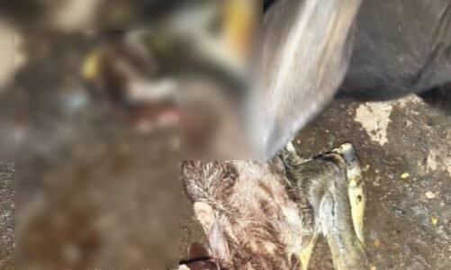 CG News : छत्तीसगढ़ में चमत्कार या प्रकृति का करिश्मा? गाय ने दो सिर वाले बछड़े को दिया जन्म 