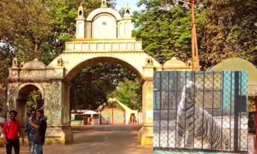CG : मैत्री बाग में सफेद बाघिन जया की अचानक मौत, जांच में जुटे चिड़ियाघर प्रबंधन और वन विभाग