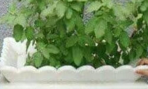 तुलसी दिवस पर विशेष-  महासती वृंदा का ही दूसरा रूप माता तुलसी