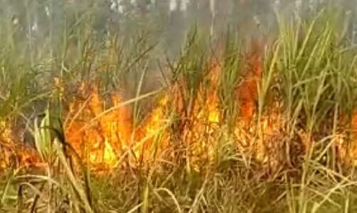 CG – गन्ने के खेत में लगी भीषण आग, 7 एकड़ फसल जलकर राख, किसान को लाखों का नुकसान….