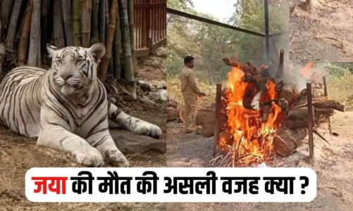 CG – मैत्रीबाग में कम हुआ सफेद बाघों का कुनबा, 10 वर्षीय बाघिन जया की मौत, जानें किस वजह से गई जान..!!